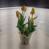 regenflip_562